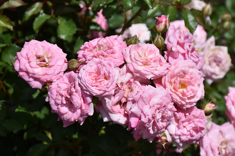 Sweet Drift Rose (Rosa 'Meiswetdom') at Longfellow's Greenhouses