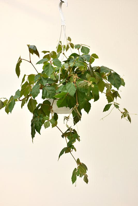 Grape Ivy (Cissus rhombifolia) at Longfellow's Greenhouses