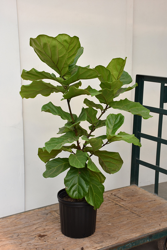 Fiddle Leaf Fig (Ficus lyrata) at Longfellow's Greenhouses