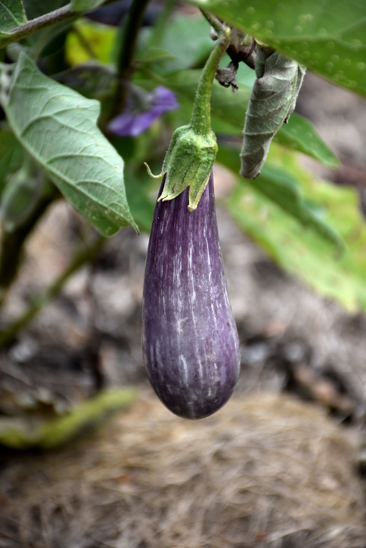 Fairy Tale Eggplant (Solanum melongena 'Fairy Tale') at Longfellow's Greenhouses