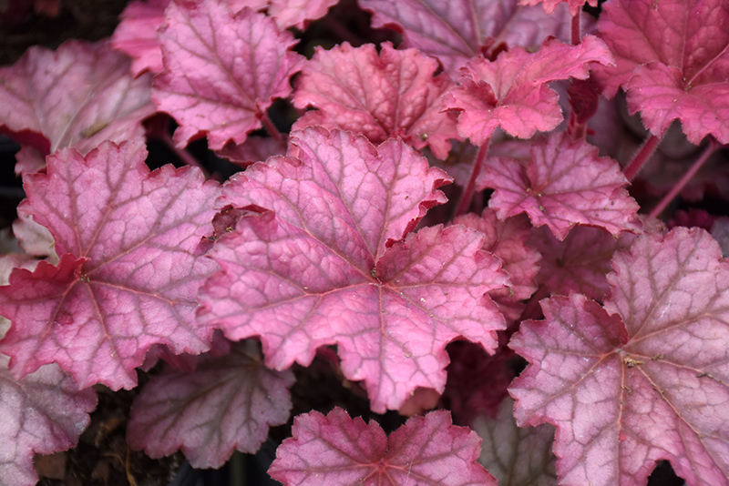 Berry Smoothie Coral Bells (Heuchera 'Berry Smoothie') at Longfellow's Greenhouses
