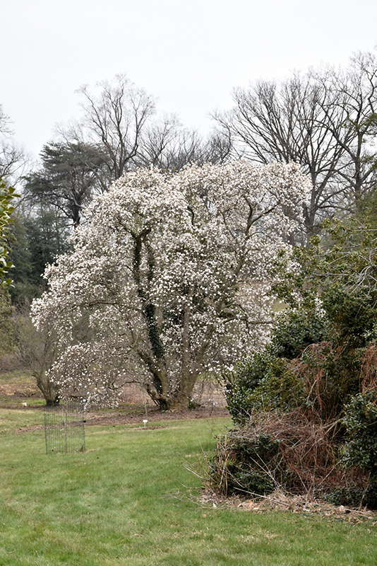 Merrill Magnolia (Magnolia x loebneri 'Merrill') at Longfellow's Greenhouses