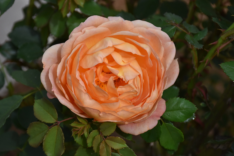 Lady Of Shalott Rose (Rosa 'Ausnyson') at Longfellow's Greenhouses