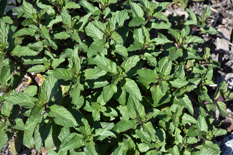 Peppermint (Mentha x piperita) at Longfellow's Greenhouses