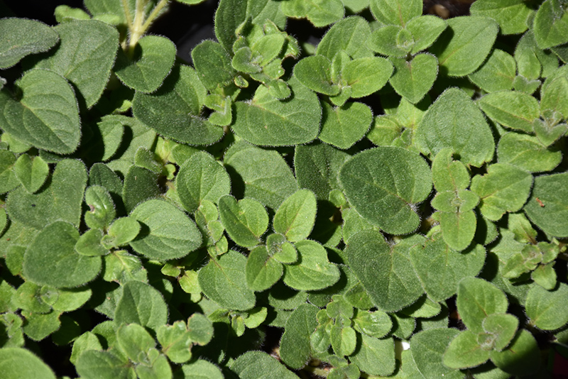 Hot And Spicy Oregano (Origanum 'Hot And Spicy') at Longfellow's Greenhouses
