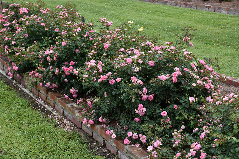 Sweet Drift Rose (Rosa 'Meiswetdom') at Longfellow's Greenhouses