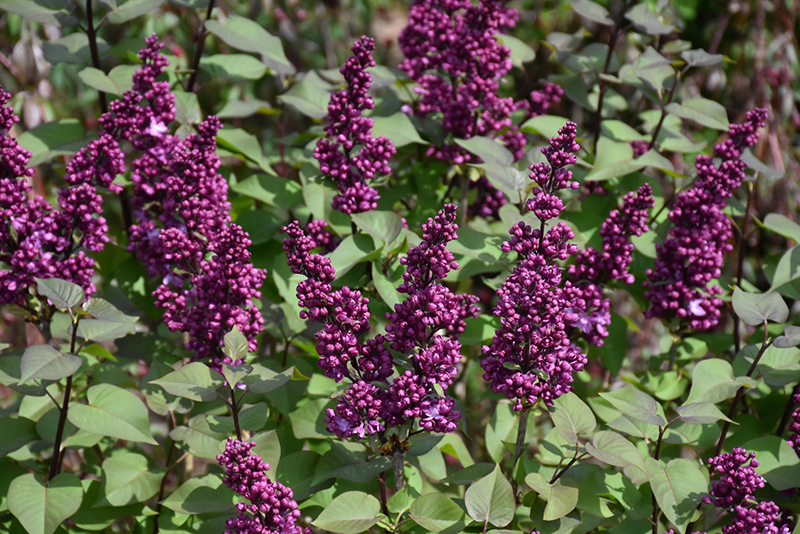 Virtual Violet Lilac (Syringa 'Bailbridget') at Longfellow's Greenhouses