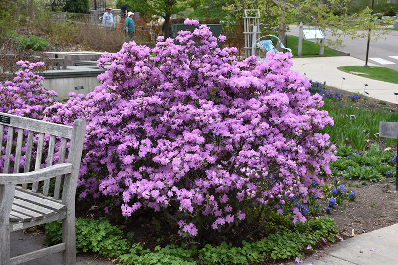P.J.M. Rhododendron (Rhododendron 'P.J.M.') at Longfellow's Greenhouses
