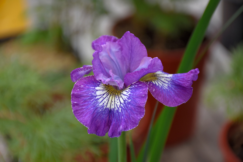 How Audacious Siberian Iris (Iris sibirica 'How Audacious') at Longfellow's Greenhouses