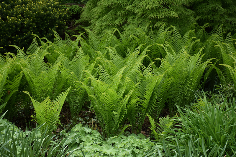 Ostrich Fern (Matteuccia struthiopteris) at Longfellow's Greenhouses