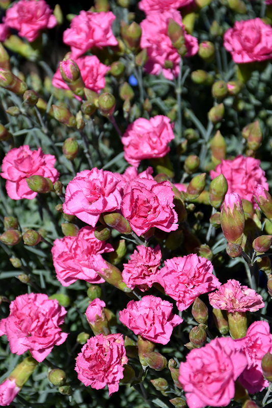 Pretty Poppers Double Bubble Pinks (Dianthus 'Double Bubble') at Longfellow's Greenhouses