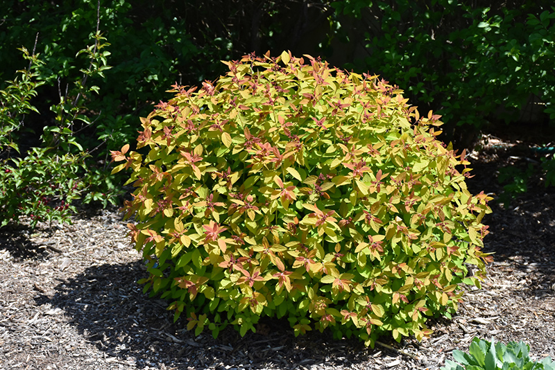 Double Play Candy Corn Spirea (Spiraea japonica 'NCSX1') at Longfellow's Greenhouses