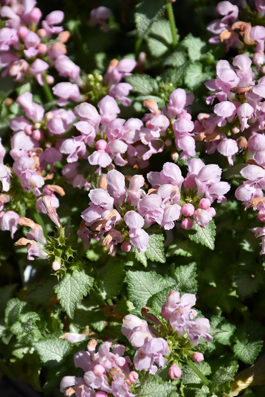 Pink Pewter Spotted Dead Nettle (Lamium maculatum 'Pink Pewter') at Longfellow's Greenhouses