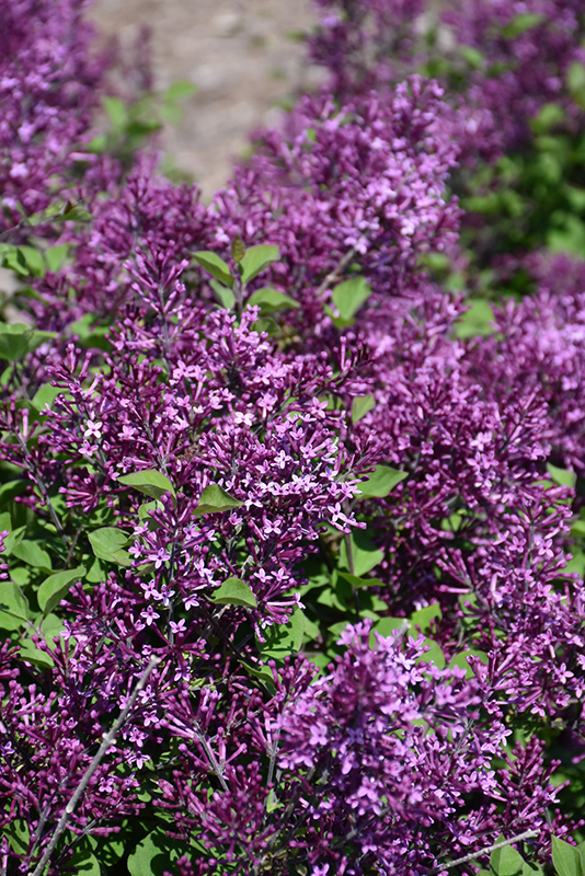 Bloomerang Dark Purple Lilac (Syringa 'SMSJBP7') at Longfellow's Greenhouses