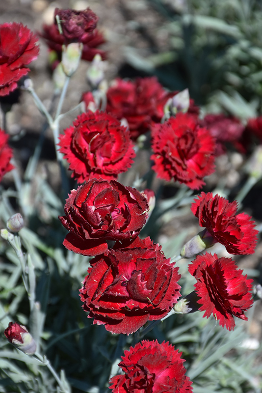 Pretty Poppers Electric Red Pinks (Dianthus 'Electric Red') at Longfellow's Greenhouses
