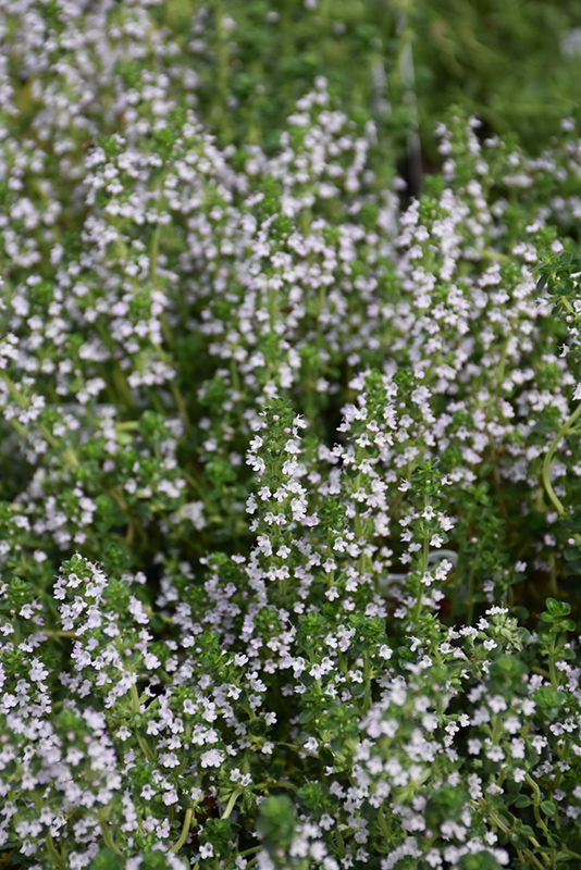 Doone Valley Thyme (Thymus 'Doone Valley') at Longfellow's Greenhouses
