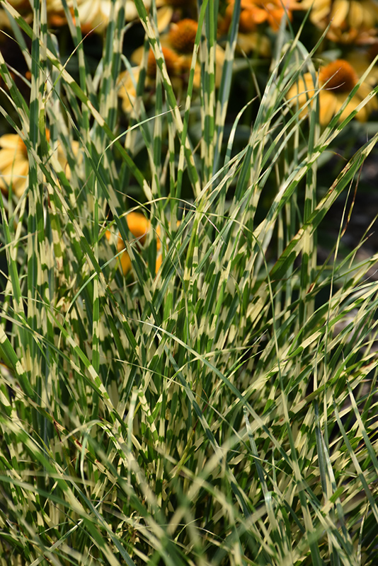 Bandwidth Maiden Grass (Miscanthus sinensis 'NCMS2B') at Longfellow's Greenhouses