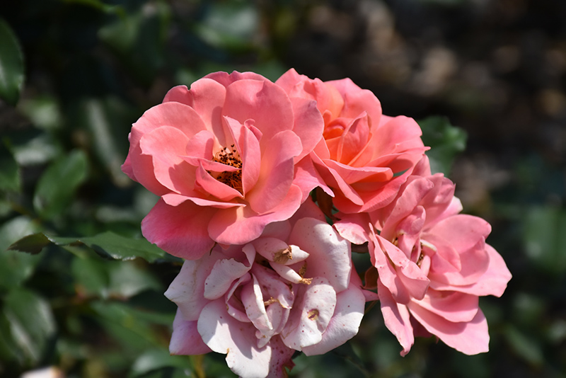 Coral Knock Out Rose (Rosa 'Radral') at Longfellow's Greenhouses