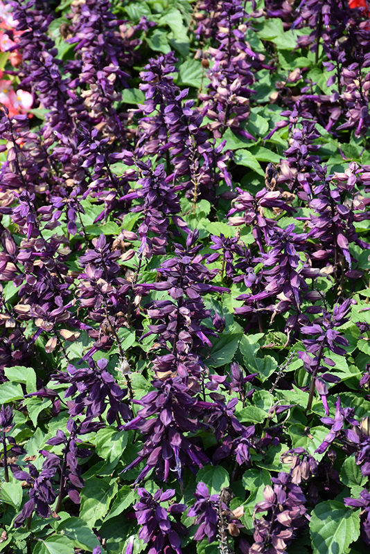 Vista Purple Sage (Salvia splendens 'PAS3292') at Longfellow's Greenhouses
