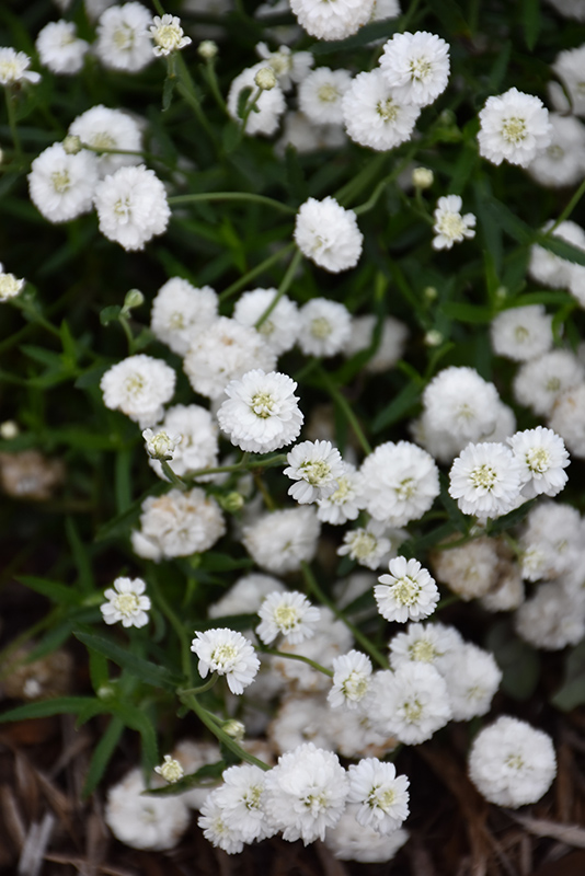 Peter Cottontail Yarrow (Achillea ptarmica 'Peter Cottontail') at Longfellow's Greenhouses