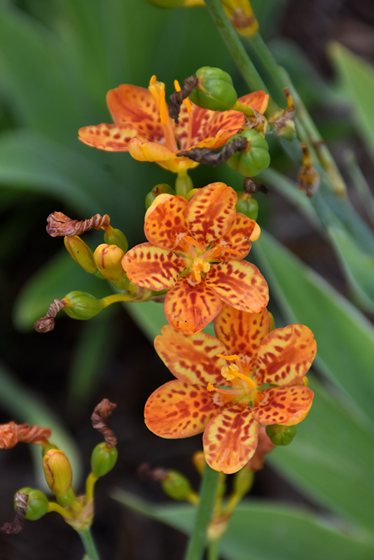 Freckle Face Blackberry Lily (Belamcanda chinensis 'Freckle Face') at Longfellow's Greenhouses