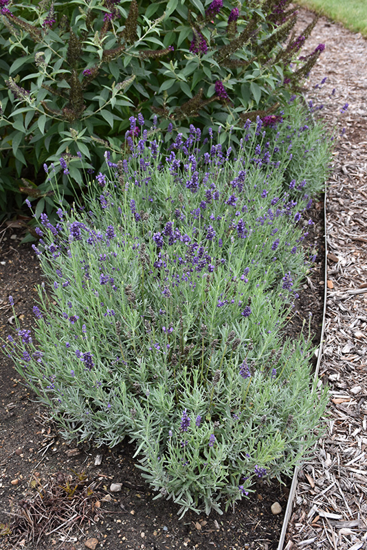 Sweet Romance Lavender (Lavandula angustifolia 'Kerlavangem') at Longfellow's Greenhouses