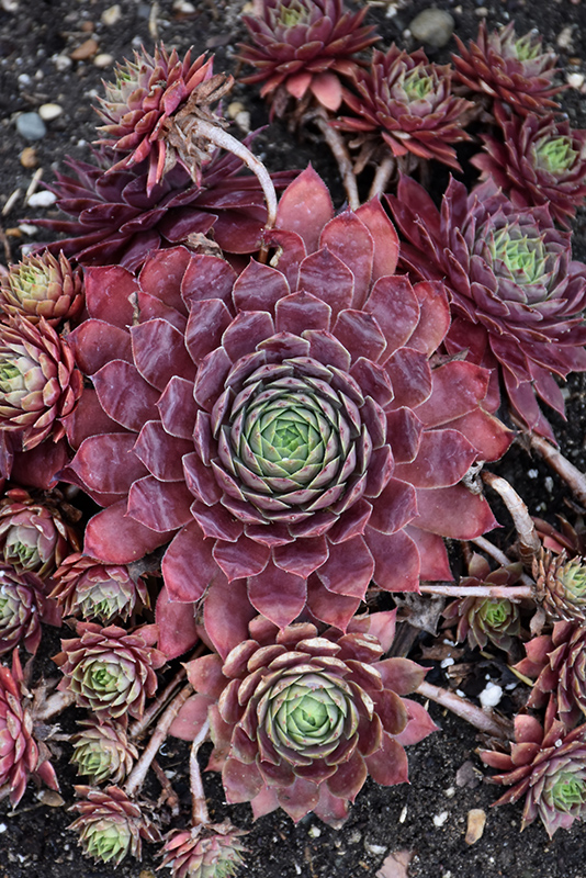 Peggy Hens And Chicks (Sempervivum 'Peggy') at Longfellow's Greenhouses