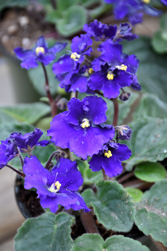 Blue African Violet (Saintpaulia 'Blue') at Longfellow's Greenhouses