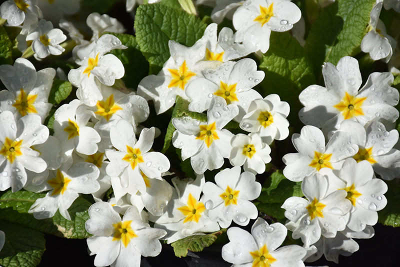 White primrose deals