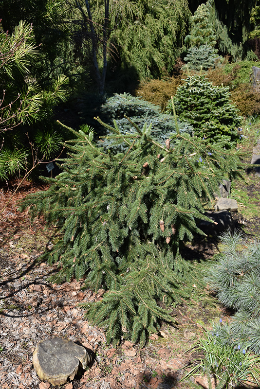 Red Cone Spruce (Picea abies 'Acrocona') at Longfellow's Greenhouses