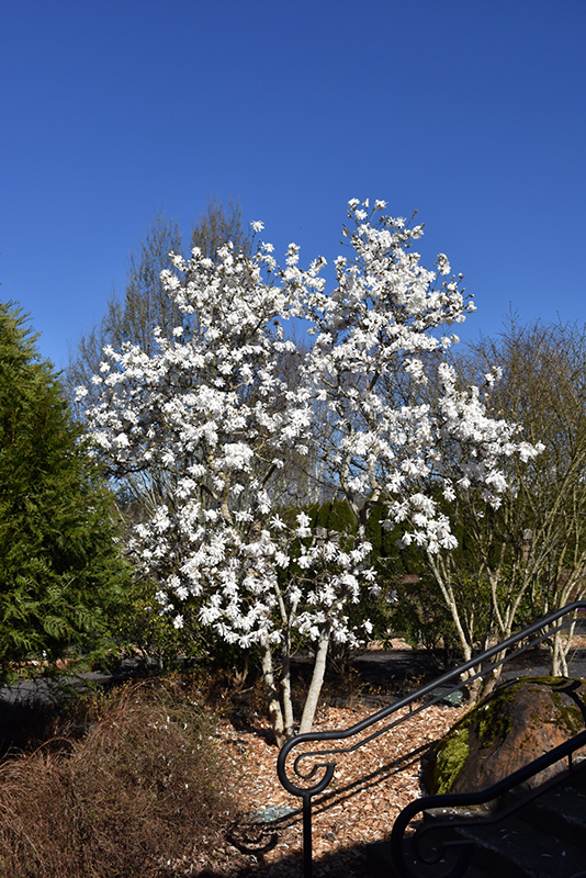 Royal Star Magnolia (Magnolia stellata 'Royal Star') at Longfellow's Greenhouses