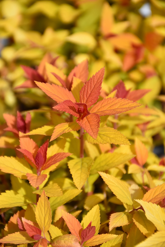 Double Play Candy Corn Spirea (Spiraea japonica 'NCSX1') at Longfellow's Greenhouses