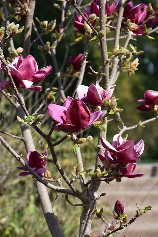 Genie Magnolia (Magnolia 'Genie') in Augusta Manchester Lewiston