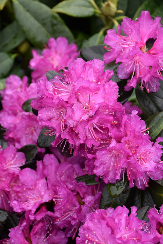 P.J.M. Elite Star Rhododendron (Rhododendron 'P.J.M. Elite Star') at Longfellow's Greenhouses