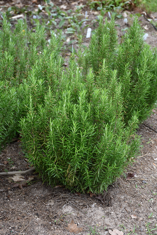 Barbeque Rosemary (Rosmarinus officinalis 'Barbeque') at Longfellow's Greenhouses