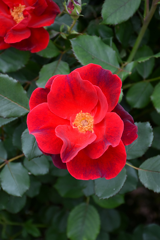 Miracle On The Hudson Rose (Rosa 'Miracle On The Hudson') at Longfellow's Greenhouses