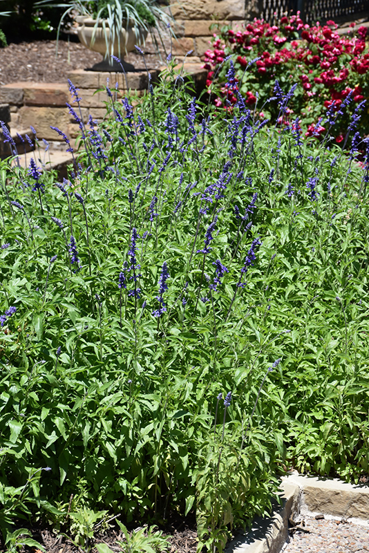 Victoria Blue Salvia (Salvia farinacea 'Victoria Blue') at Longfellow's Greenhouses