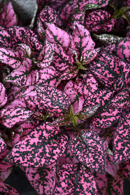 Splash Select Pink Polka Dot Plant (Hypoestes phyllostachya 'Splash Select Pink') at Longfellow's Greenhouses
