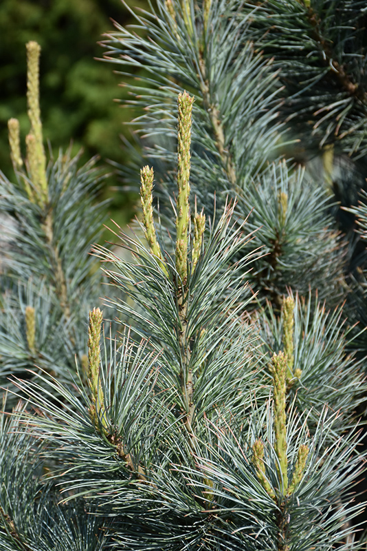 Pacific Blue Macedonian Pine (Pinus peuce 'Pacific Blue') at Longfellow's Greenhouses