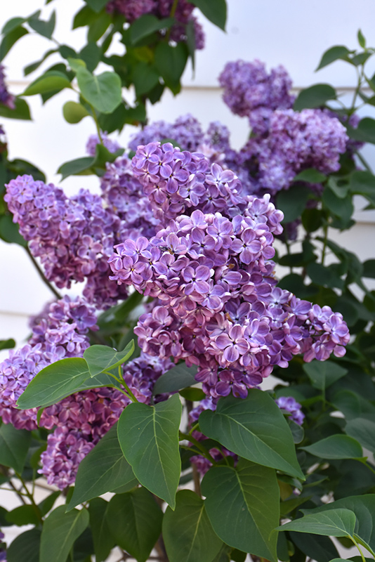 Virtual Violet Lilac (Syringa 'Bailbridget') at Longfellow's Greenhouses