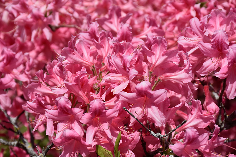 Rosy Lights Azalea (Rhododendron 'Rosy Lights') at Longfellow's Greenhouses