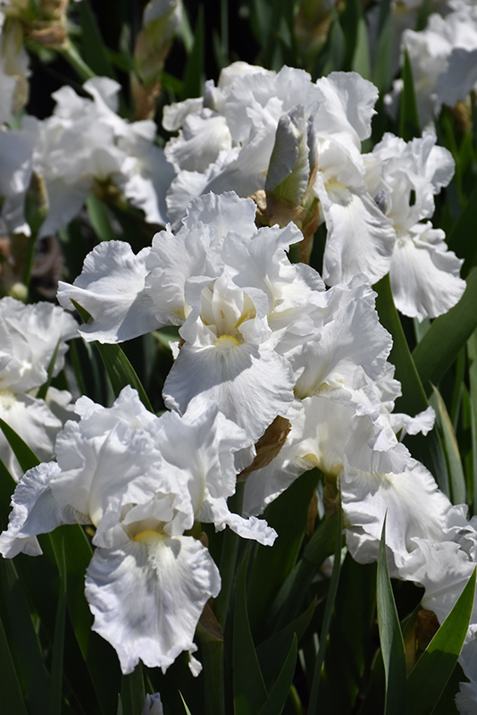 Immortality Iris (Iris 'Immortality') at Longfellow's Greenhouses
