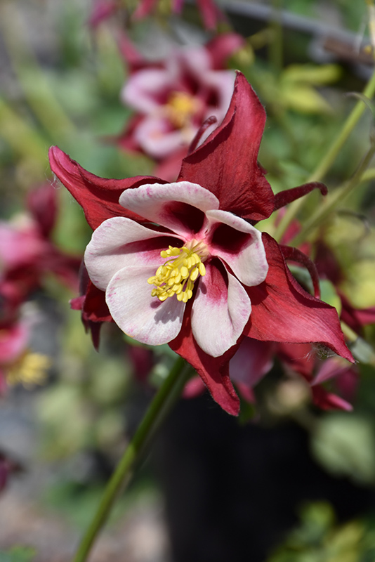 Swan Red and White Columbine (Aquilegia 'Swan Red and White') at Longfellow's Greenhouses