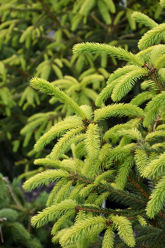 The Limey Norway Spruce (Picea abies 'The Limey') at Longfellow's Greenhouses