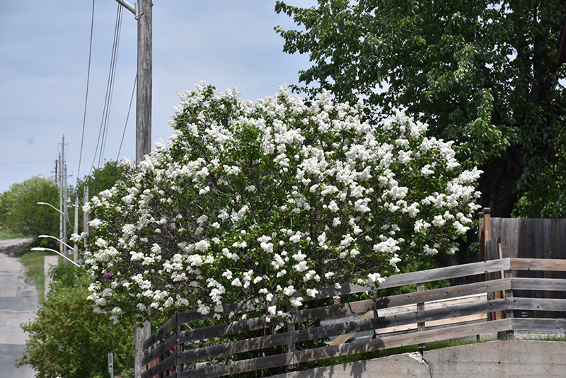White French Lilac (Syringa vulgaris 'Alba') at Longfellow's Greenhouses