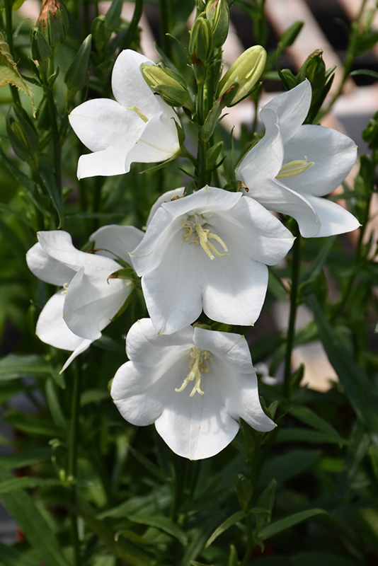 Takion White Peachleaf Bellflower (Campanula persicifolia 'Takion White') at Longfellow's Greenhouses