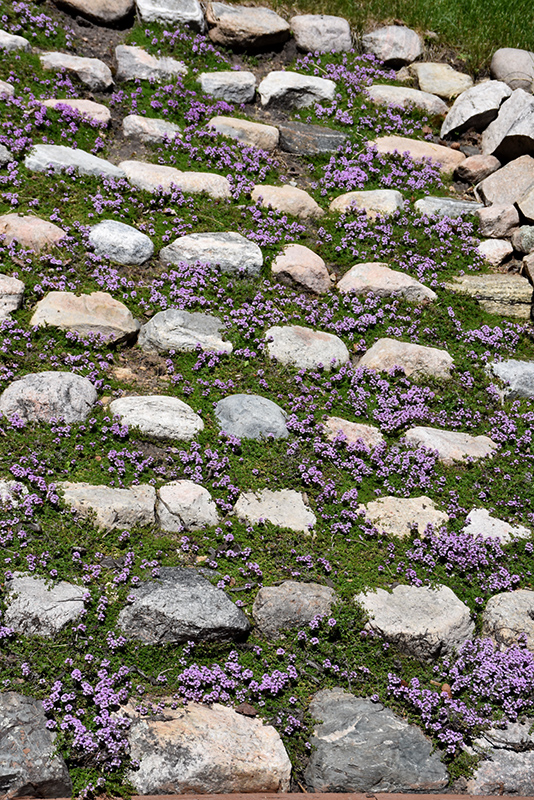 Purple Carpet Creeping Thyme (Thymus praecox 'Purple Carpet') at Longfellow's Greenhouses
