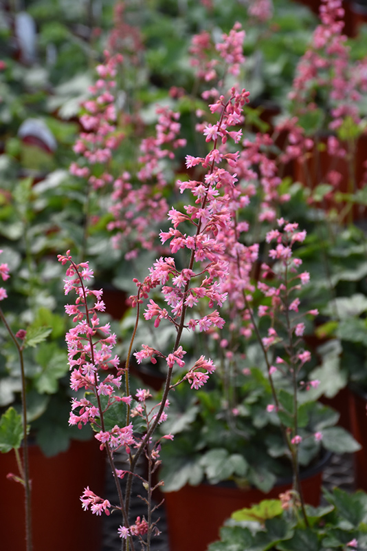 Pink Revolution Foamy Bells (Heucherella 'Pink Revolution') at Longfellow's Greenhouses