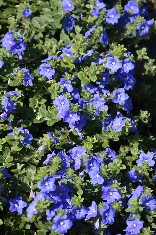 Blue My Mind Morning Glory (Evolvulus 'USEVO1201') at Longfellow's Greenhouses