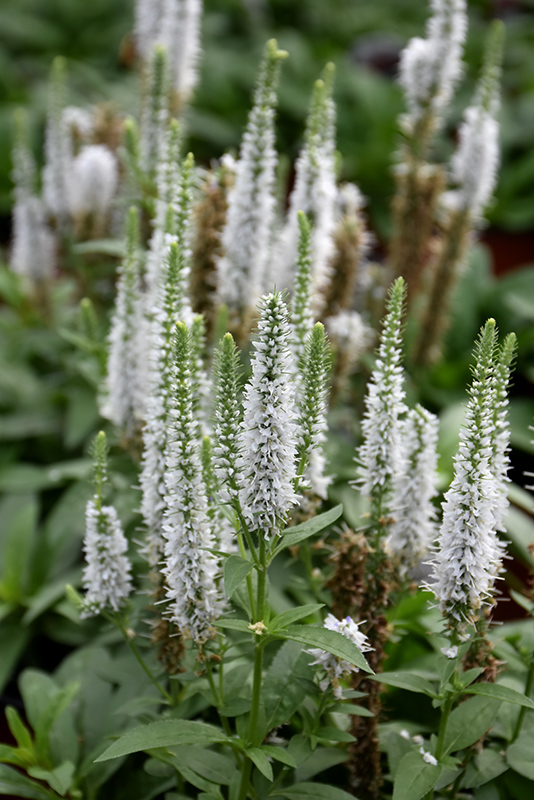 Snow Candles Spike Speedwell (Veronica spicata 'Joca128') at Longfellow's Greenhouses